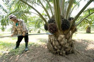 ดูแลสวนปาล์ม, การจัดการสวนปาล์มน้ำมัน, palm oil farm management