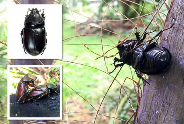 ด้วงแรด, ศัตรูปาล์มน้ำมัน, แมลงทำลายปาล์ม, Coconut Rhinoceros Beetle