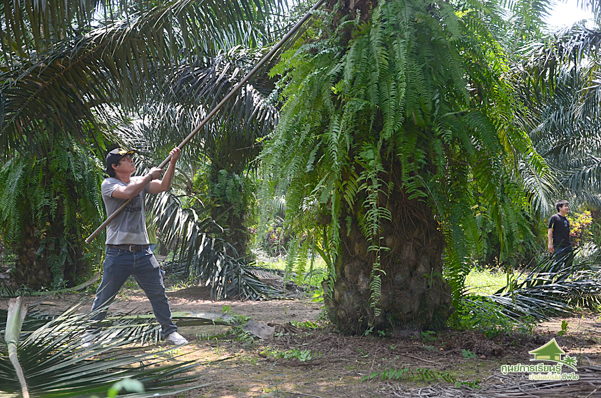 palm oil, palm, ทำสวนปาล์ม, palm oil farm, cpi, ศูนย์การเรียนรู้ปาล์มน้ำมัน, ซ๊พีไอ