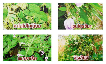 ถั่ว, พืชตระกูลถั่ว, ซีรูเลียม, นิวดาโลโป, เพอราเรีย, เซนโตซีมา, คาโลโปโกเนียม, ถั่วลาย, พืชคลุมดิน, การดูแลสวนปาล์ม, , การดูแลสวนปาล์มน้ำมัน, ปลูกพืชคลุมดินในสวนปาล์ม