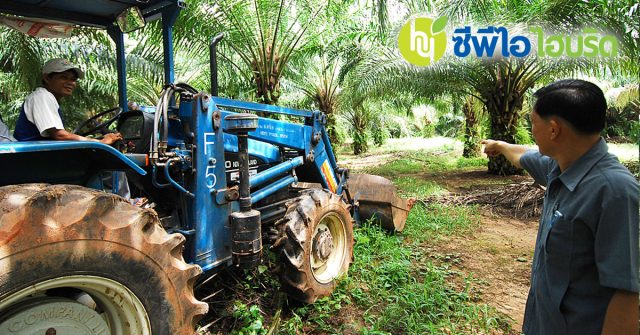ปาล์มน้ำมัน, ทำสวนปาล์ม, จัดการสวนปาล์ม, วิธีดูแลสวนปาล์มน้ำมัน, ดูแลสวนปาล์ม, การจัดการสวนปาล์มน้ำมัน, palm oil farm management