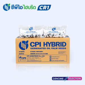 พันธุ์ปาล์มน้ำมัน ซีพีไอ ไฮบริด CR 1 (CPI HYBRID CR 1)