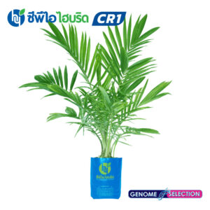 ต้นกล้าปาล์มน้ำมัน ซีพีไอ ไฮบริด CR 1 (CPI HYBRID CR 1)