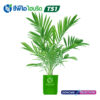 ต้นกล้าปาล์มน้ำมัน ซีพีไอ ไฮบริด TS 1 (CPI HYBRID TS 1)