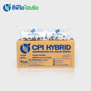 เมล็ดพันธุ์ปาล์มน้ำมัน ซีพีไอ ไฮบริด (CPI HYBRID)