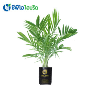 ต้นกล้าปาล์มน้ำมัน ซีพีไอ ไฮบริด (CPI HYBRID)