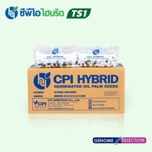 พันธุ์ปาล์มน้ำมัน ซีพีไอ ไฮบริด TS 1 (CPI HYBRID TS 1)