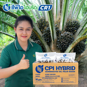 พันธุ์ปาล์มน้ำมัน ซีพีไอ ไฮบริด CR 1 (CPI HYBRID CR 1)