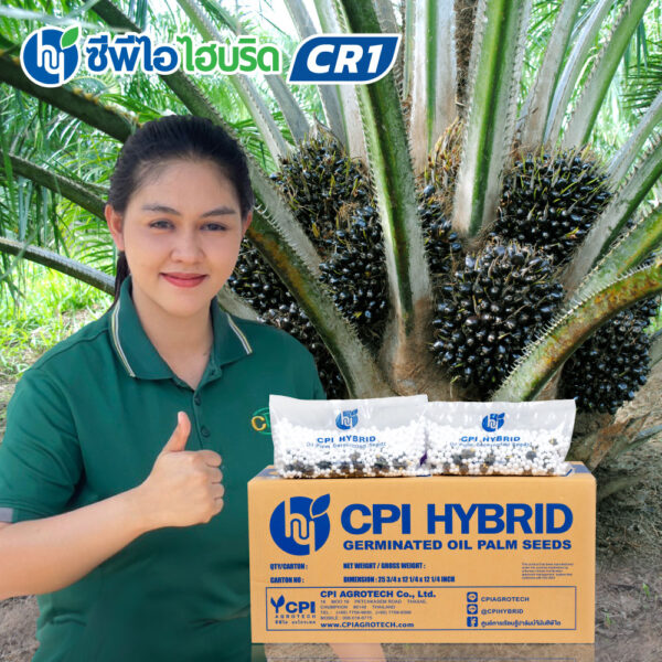 พันธุ์ปาล์มน้ำมัน ซีพีไอ ไฮบริด CR 1 (CPI HYBRID CR 1)