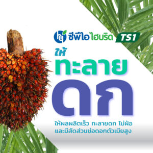 ต้นกล้าปาล์มน้ำมัน ซีพีไอ ไฮบริด TS 1 (CPI HYBRID TS 1)