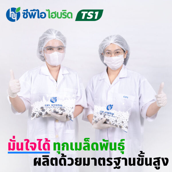 พันธุ์ปาล์มน้ำมัน ซีพีไอ ไฮบริด TS 1 (CPI HYBRID TS 1)