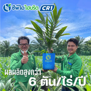 ต้นกล้าปาล์มน้ำมัน ซีพีไอ ไฮบริด CR 1 (CPI HYBRID CR 1)