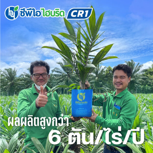 ต้นกล้าปาล์มน้ำมัน ซีพีไอ ไฮบริด CR 1 (CPI HYBRID CR 1)