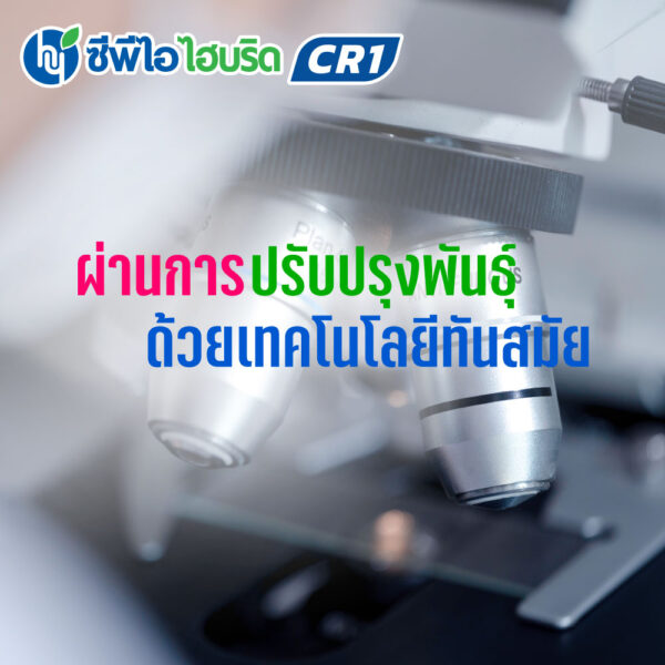 พันธุ์ปาล์มน้ำมัน ซีพีไอ ไฮบริด CR 1 (CPI HYBRID CR 1)