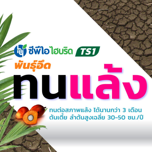 ต้นกล้าปาล์มน้ำมัน ซีพีไอ ไฮบริด TS 1 (CPI HYBRID TS 1)