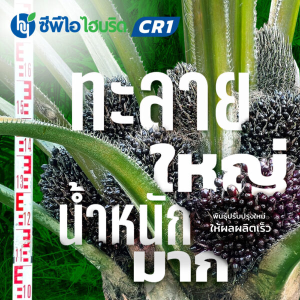 ต้นกล้าปาล์มน้ำมัน ซีพีไอ ไฮบริด CR 1 (CPI HYBRID CR 1)