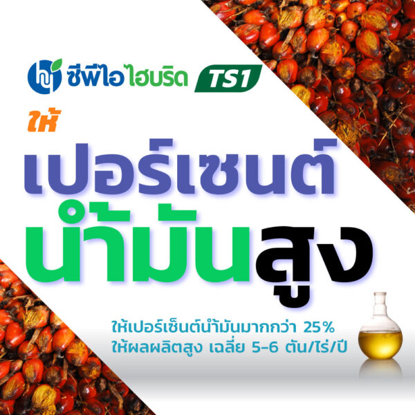 ต้นกล้าปาล์มน้ำมัน ซีพีไอ ไฮบริด TS 1 (CPI HYBRID TS 1)