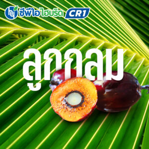 ต้นกล้าปาล์มน้ำมัน ซีพีไอ ไฮบริด CR 1 (CPI HYBRID CR 1)