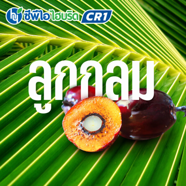 ต้นกล้าปาล์มน้ำมัน ซีพีไอ ไฮบริด CR 1 (CPI HYBRID CR 1)