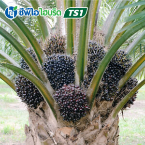 ต้นกล้าปาล์มน้ำมัน ซีพีไอ ไฮบริด TS 1 (CPI HYBRID TS 1)
