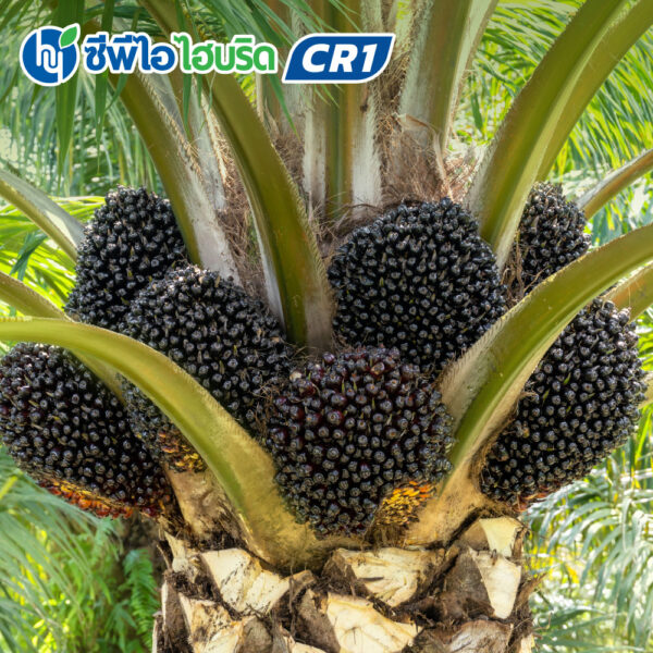 ต้นกล้าปาล์มน้ำมัน ซีพีไอ ไฮบริด CR 1 (CPI HYBRID CR 1)