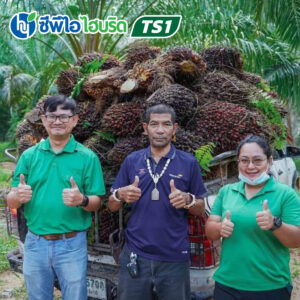 ต้นกล้าปาล์มน้ำมัน ซีพีไอ ไฮบริด TS 1 (CPI HYBRID TS 1)